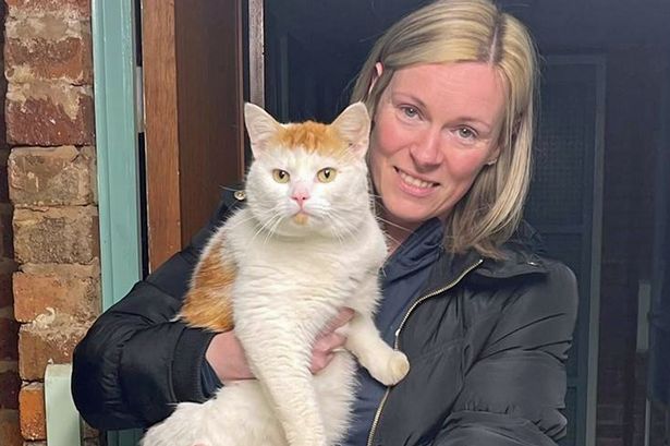 scottish cat